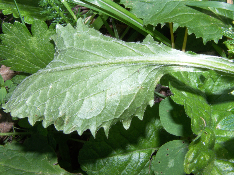 Tephroseris balbisiana / Senecione di Balbis